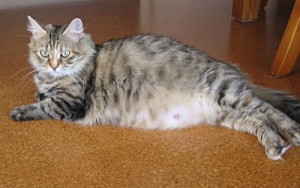 cat-pregnancy-500x314.jpg